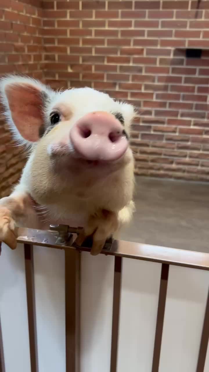 @pignic