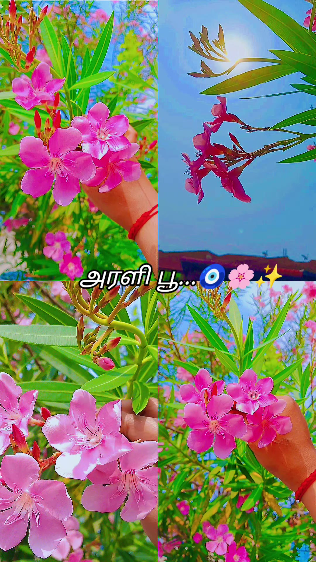 @🐻🌹V🌻💛SHA🤍🌻T🌹🐼