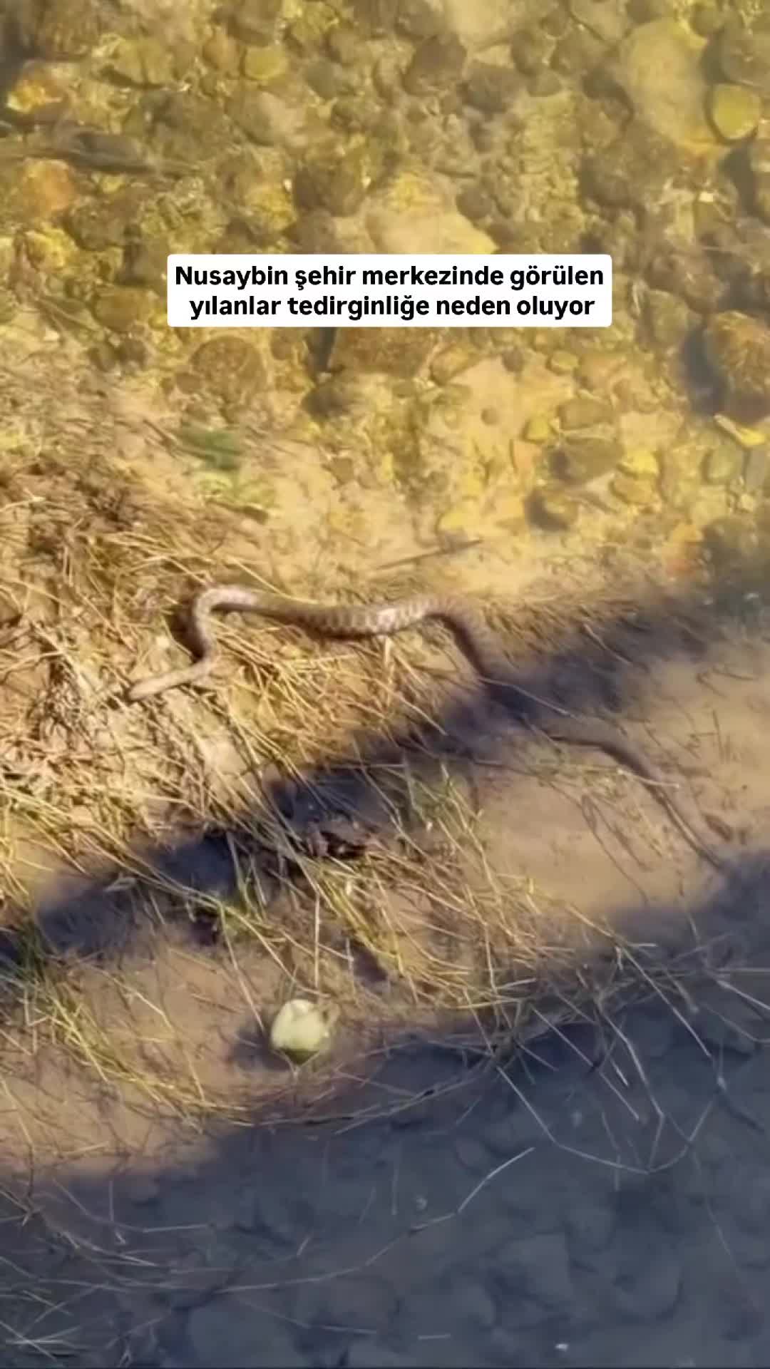 @Nusaybin Tanıtım