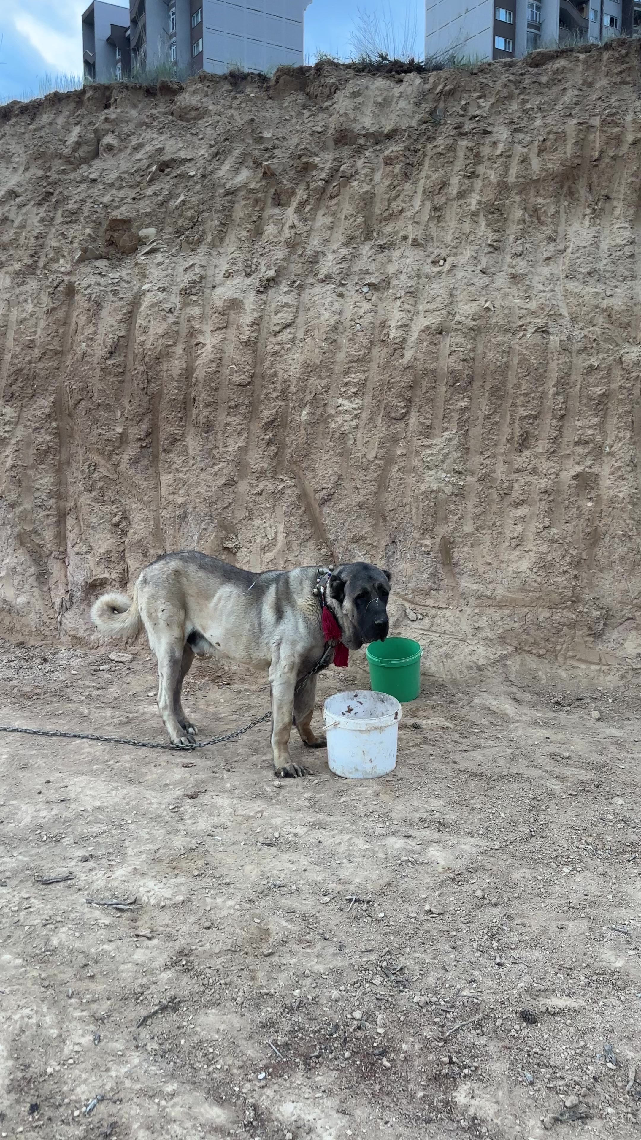 @Gürün.kennels58