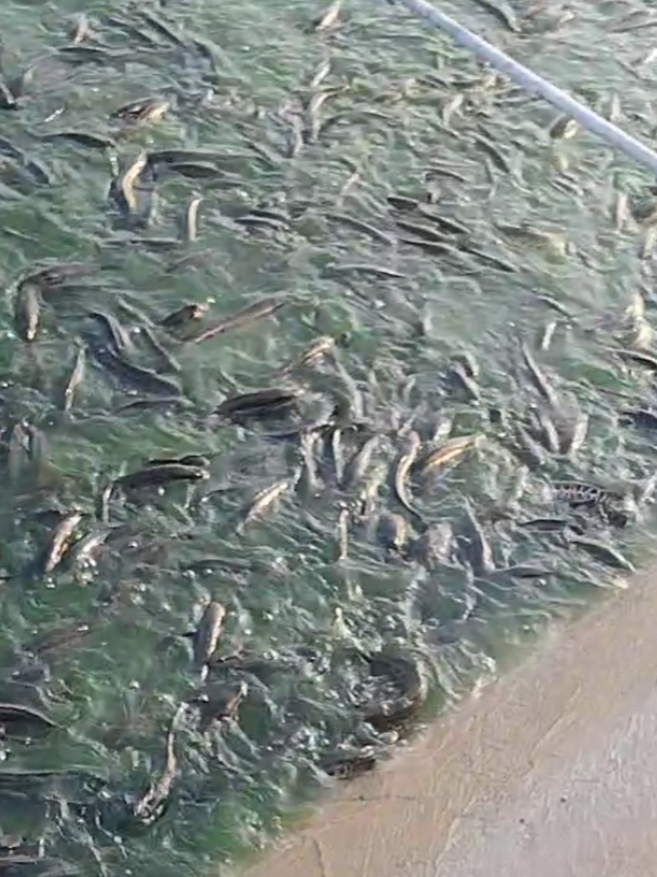 @Cá Chuối Hoa