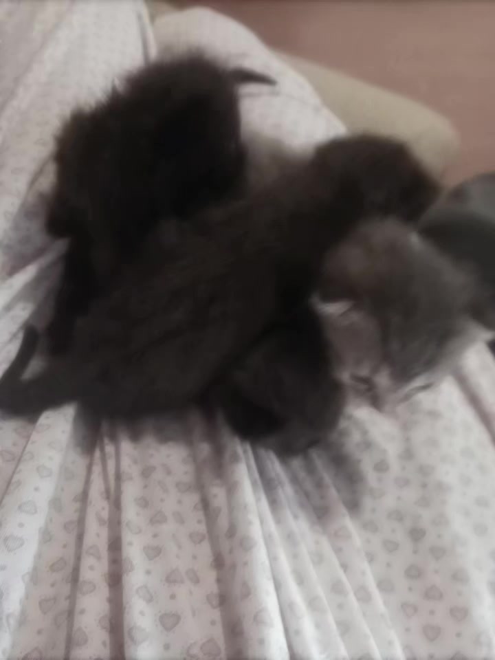 @angel0xx