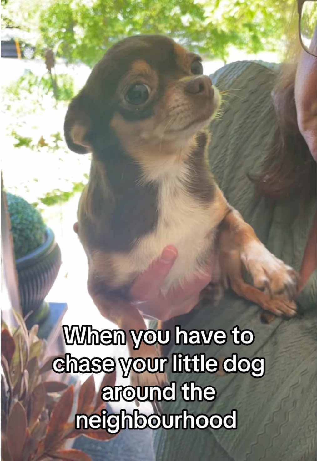 @Elyse with the Dogs ๐จ๐ฆ