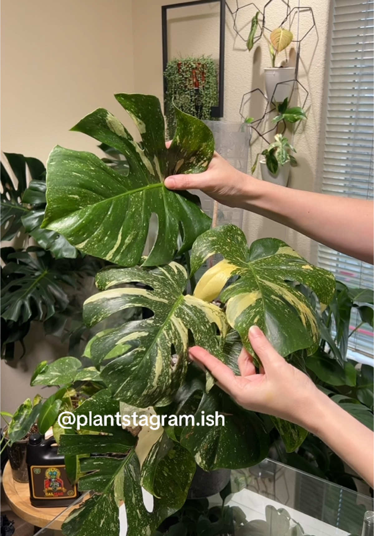 @Plantstagram.ish