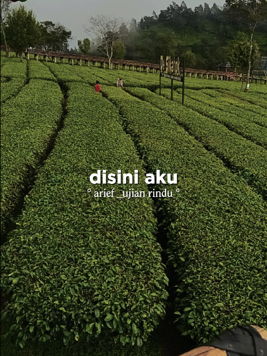 @Lagu Viral