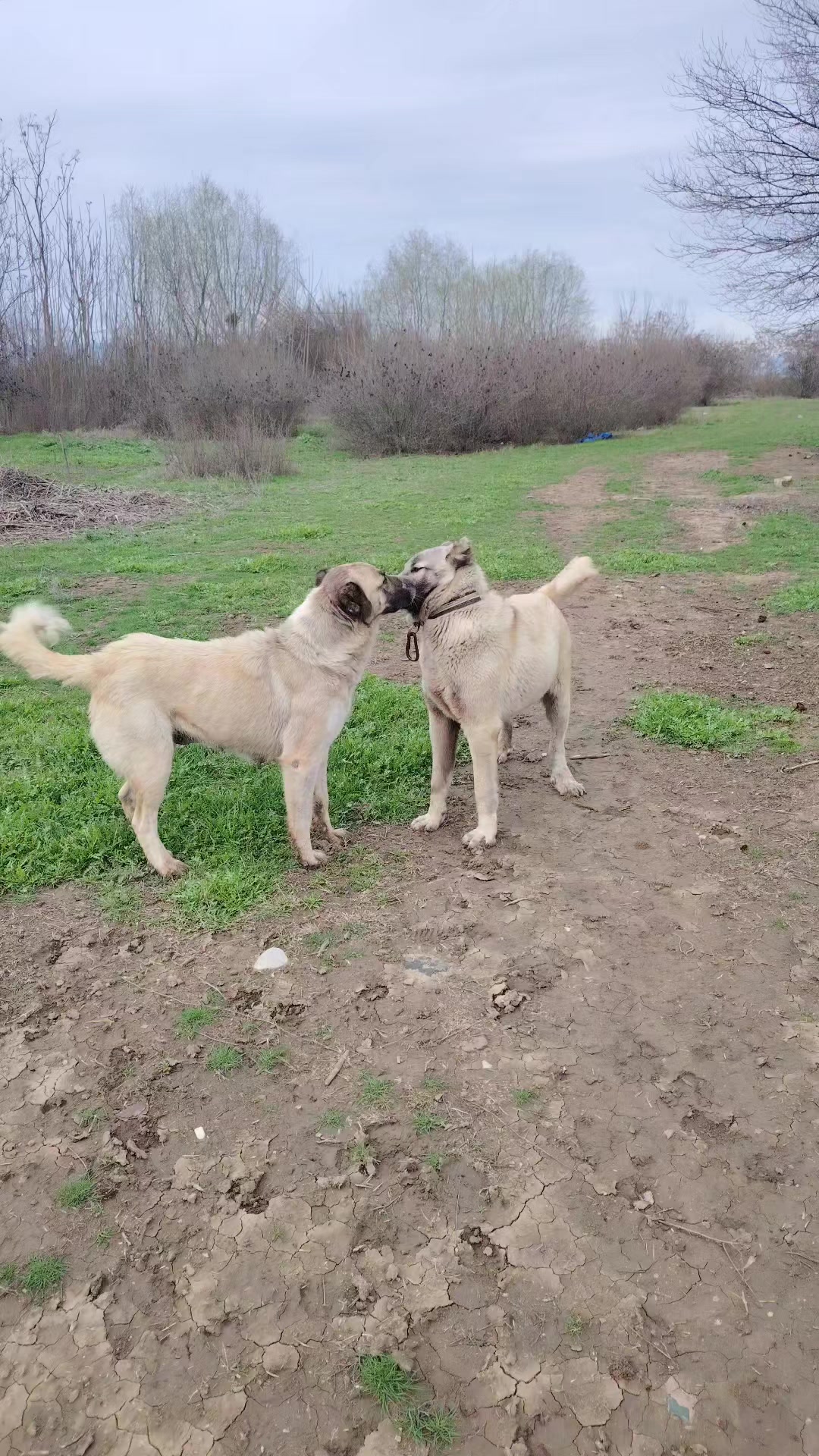 @Pitomnik_ağcabedi_volkadav.Mir