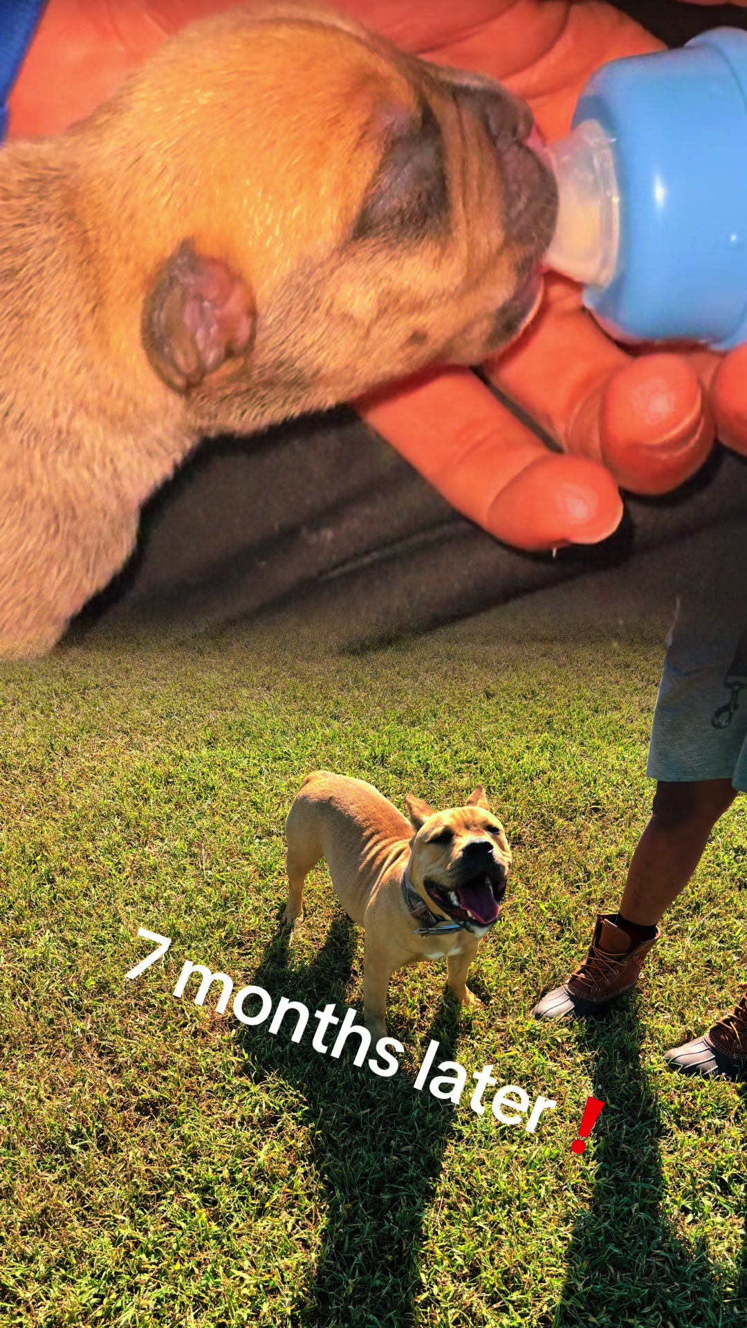 @DSGKENNELS
