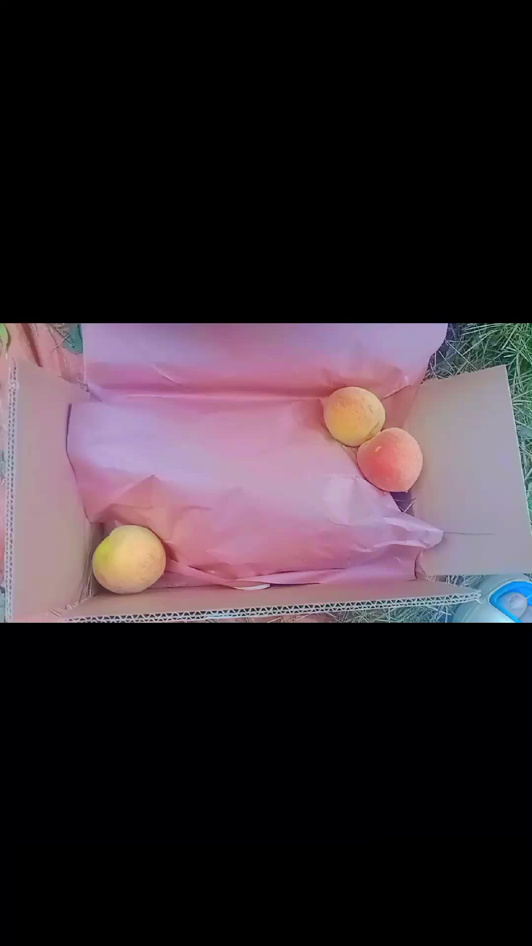 @🍎swat fruit 🍎