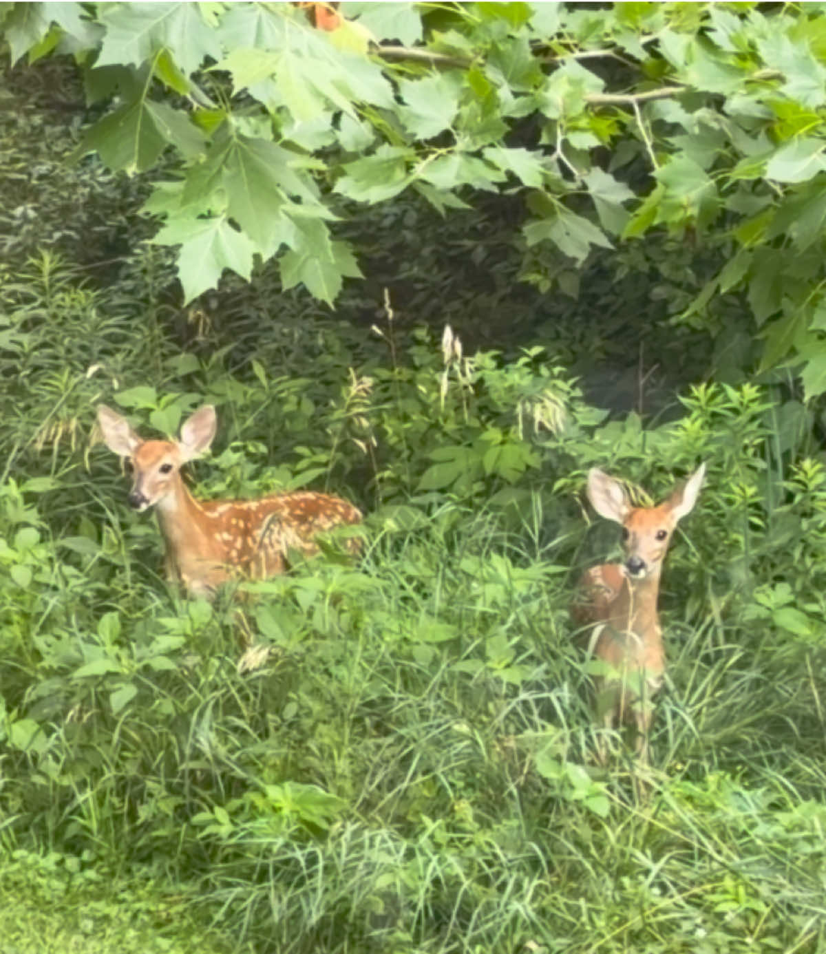 @❌Sherry “Wildlife Paparazzi”❌