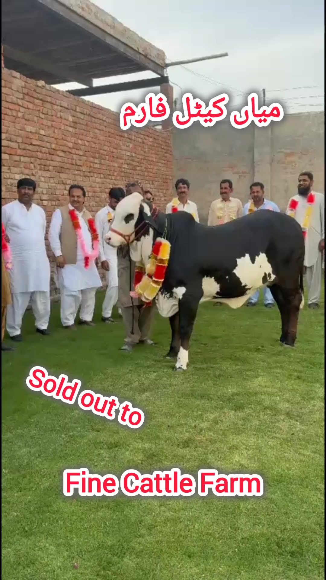 @shehzada