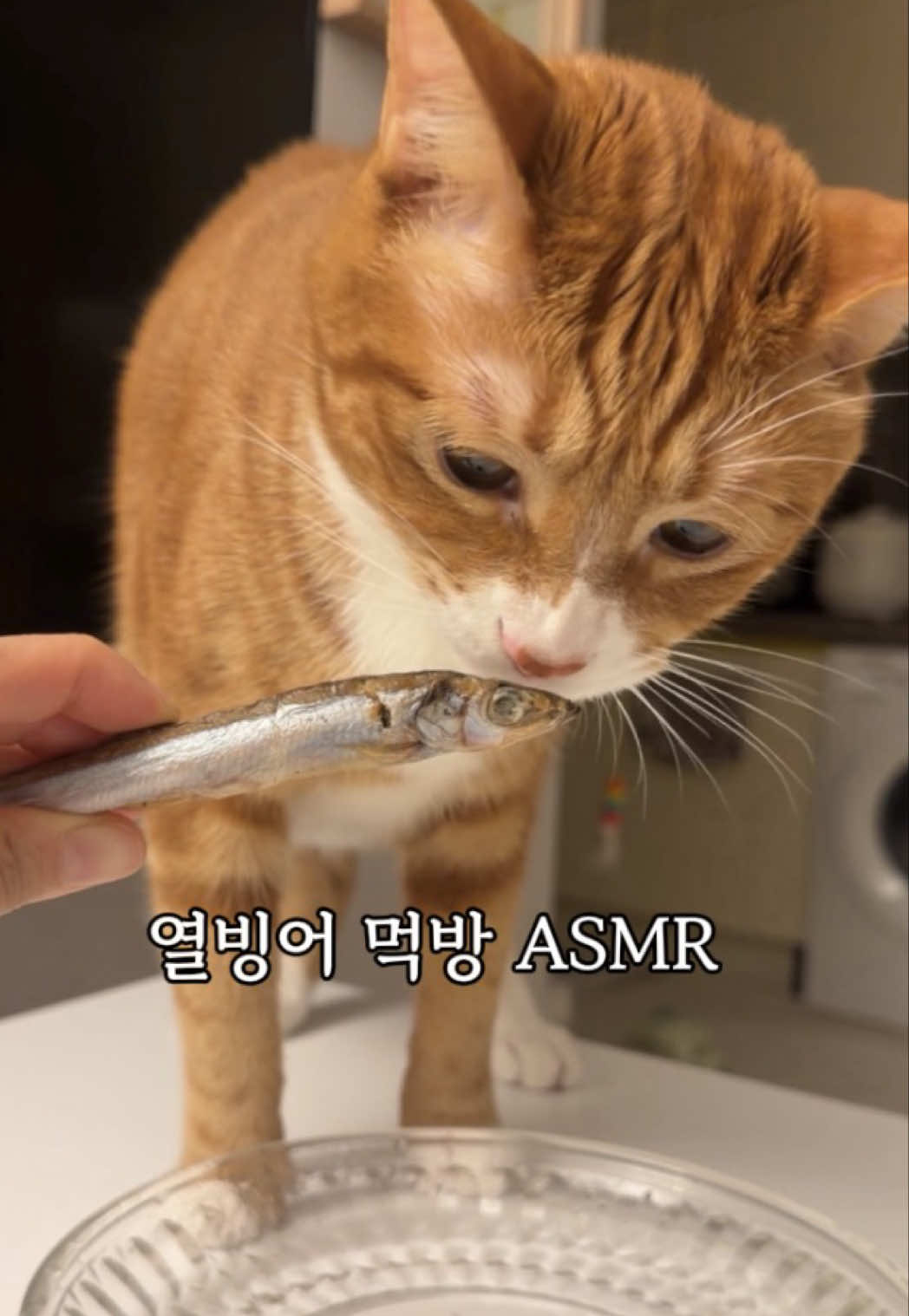 @뮤춘삼