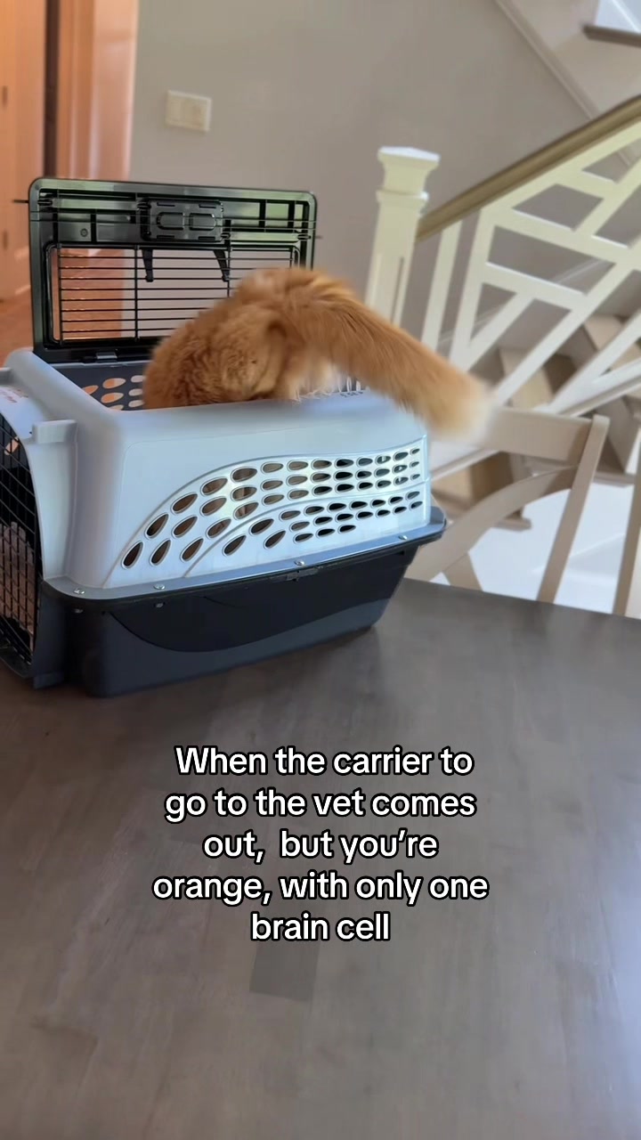 @Winnie: Maine Coon Kitty