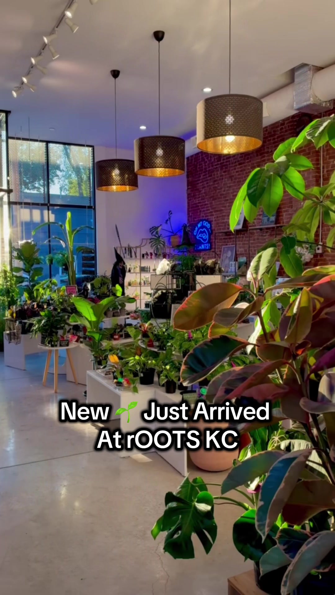 @Rootskc