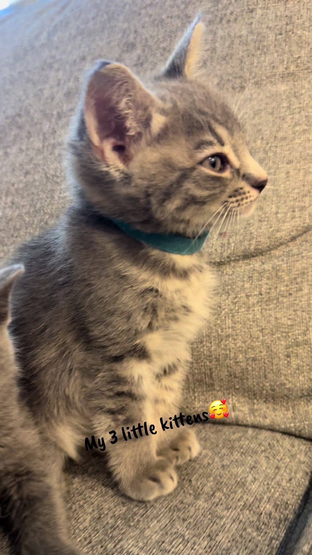 @LotsOfCat