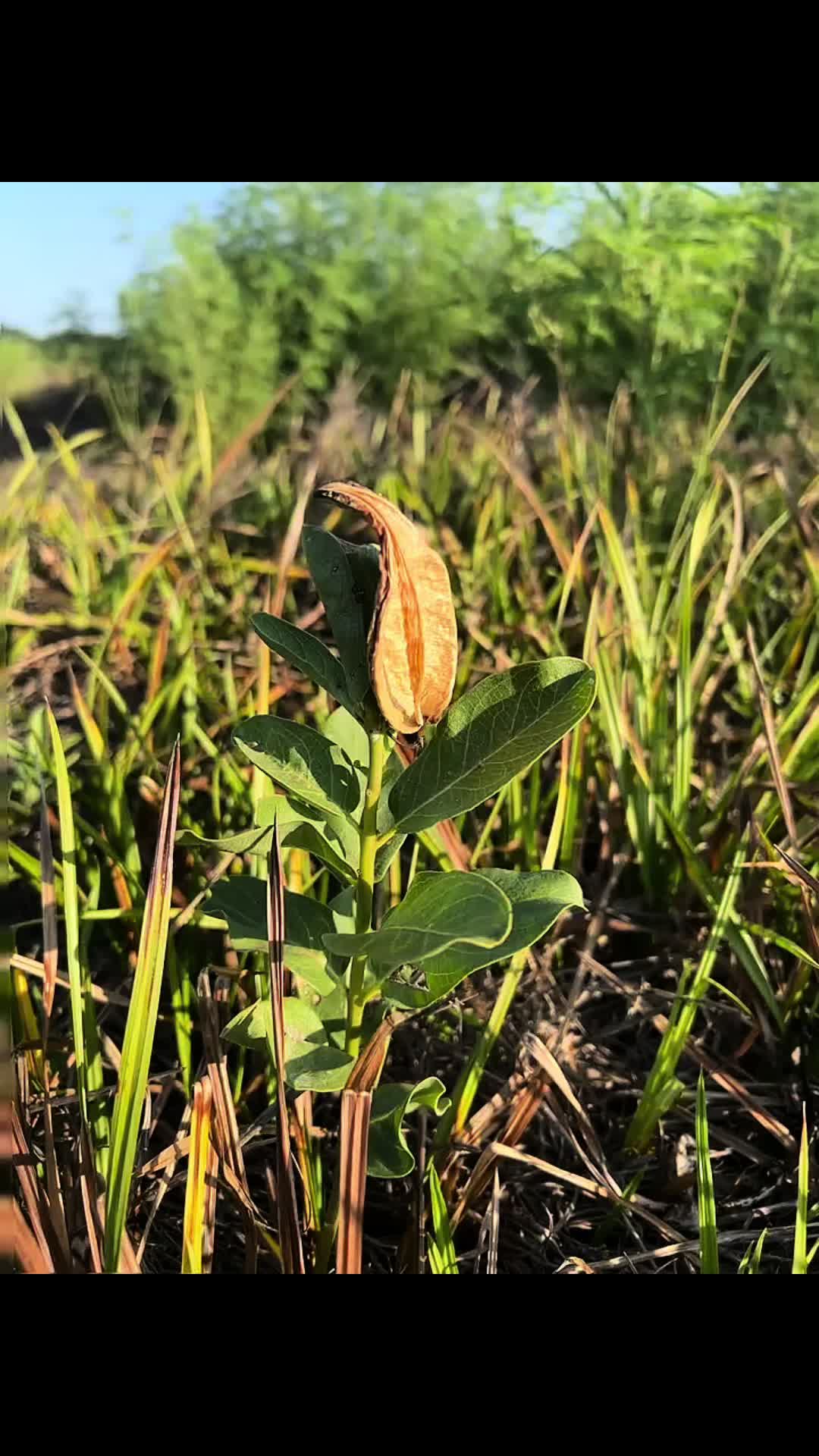 @HikerChickTx