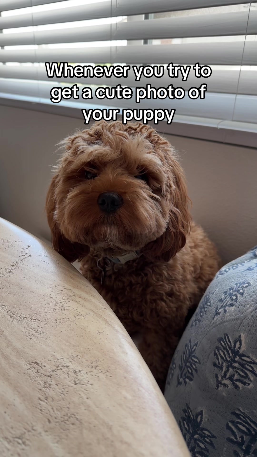 @Leo the Cavapoo