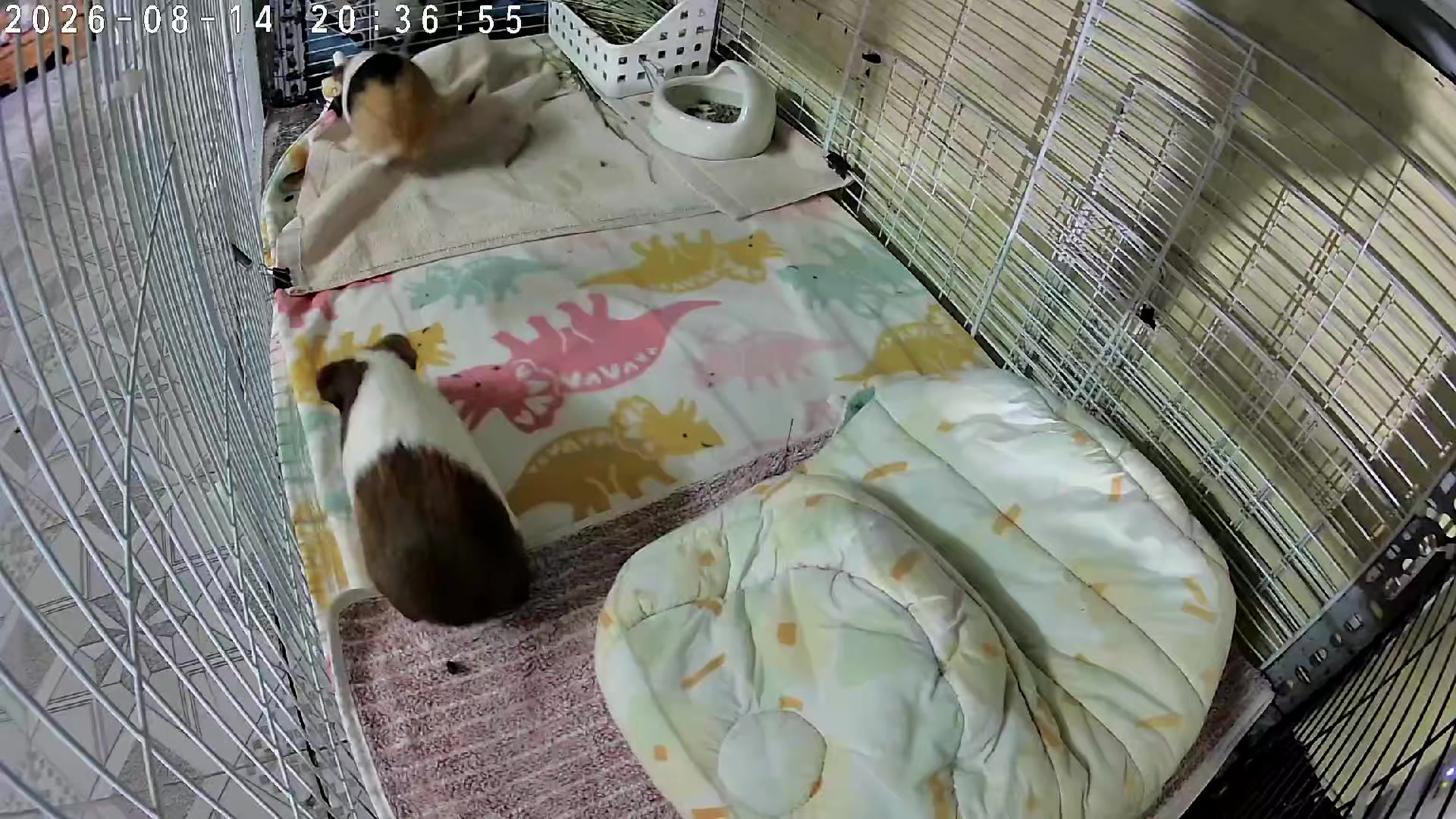 @Nhà Bé Lolo