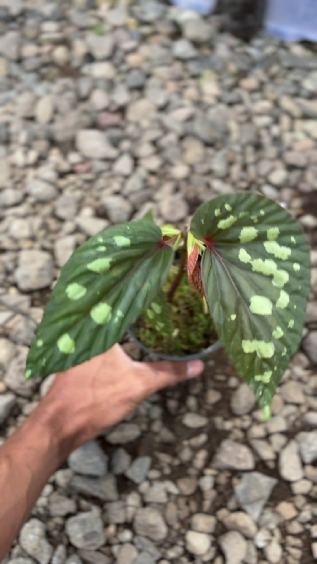 @Wildan Plantshop