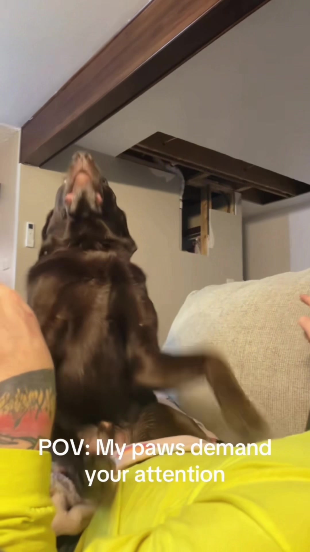 @K9stories