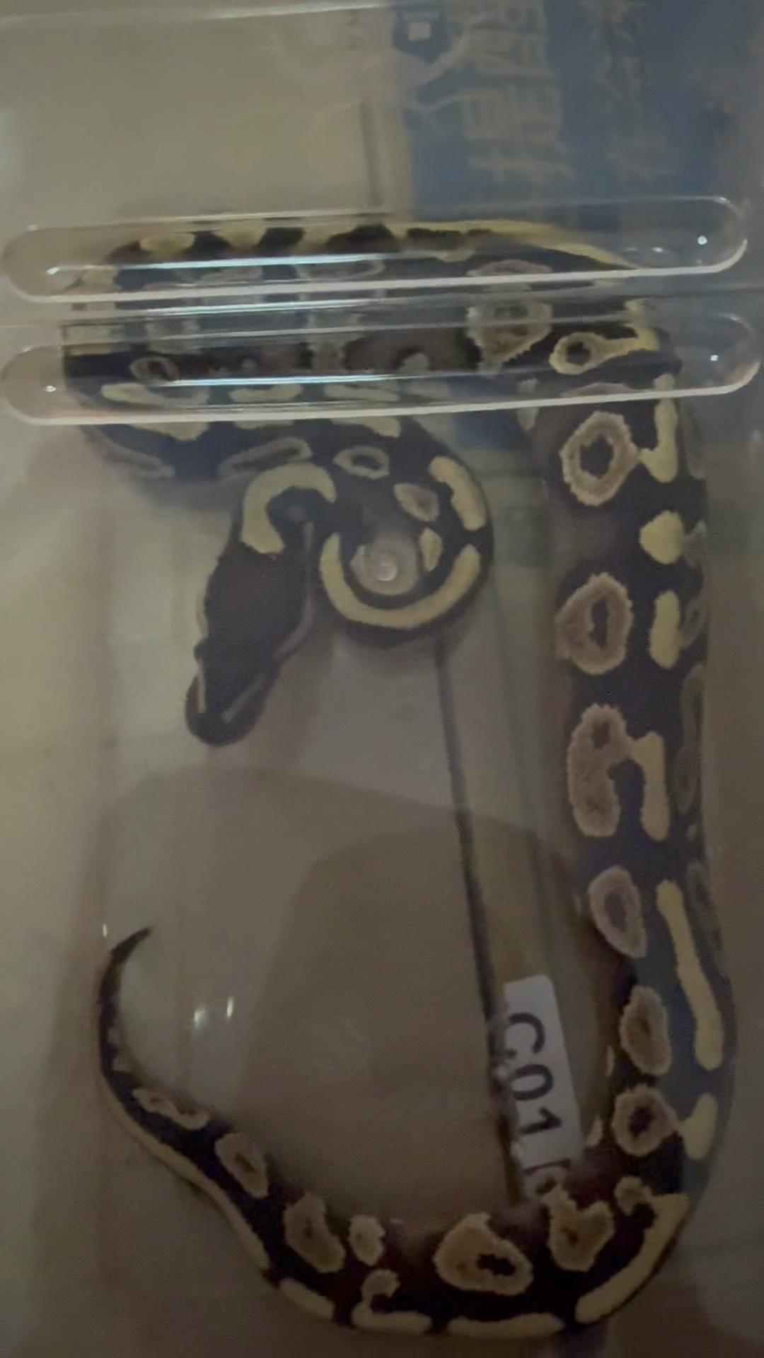 @網上看魚