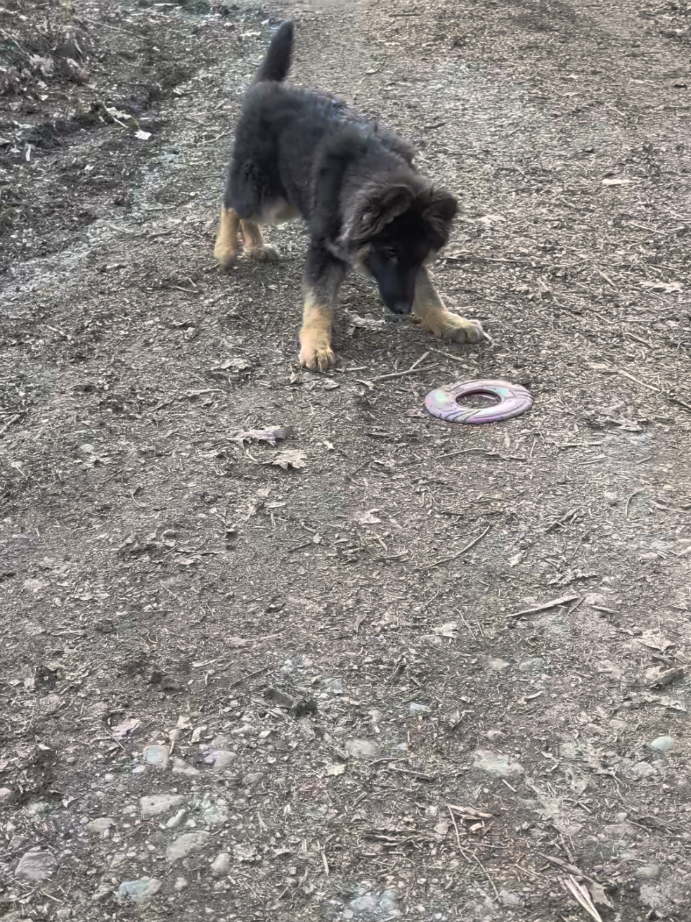 @TrailCam Qu&eacute;bec