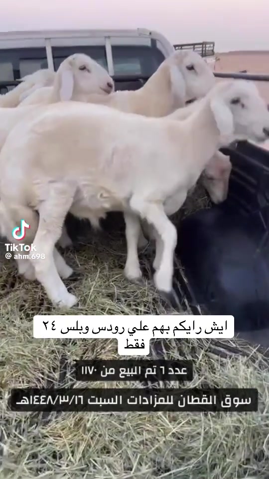 @mohamed_ksa0