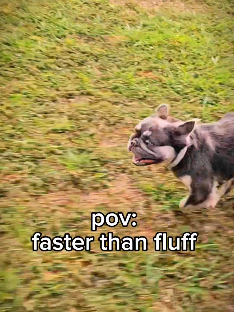 @Diamond State French Bulldogs