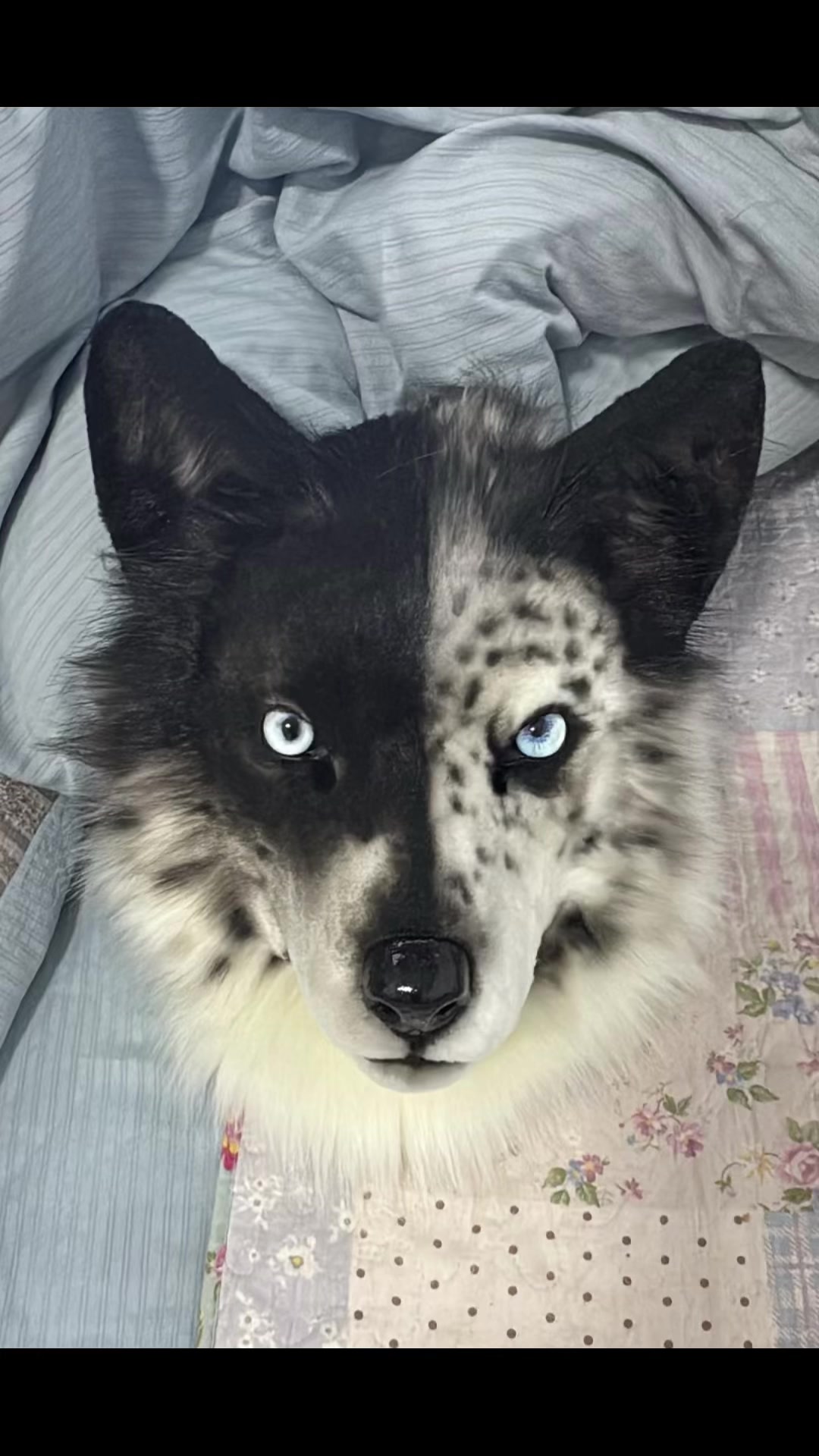 @Alicefursuitstudio