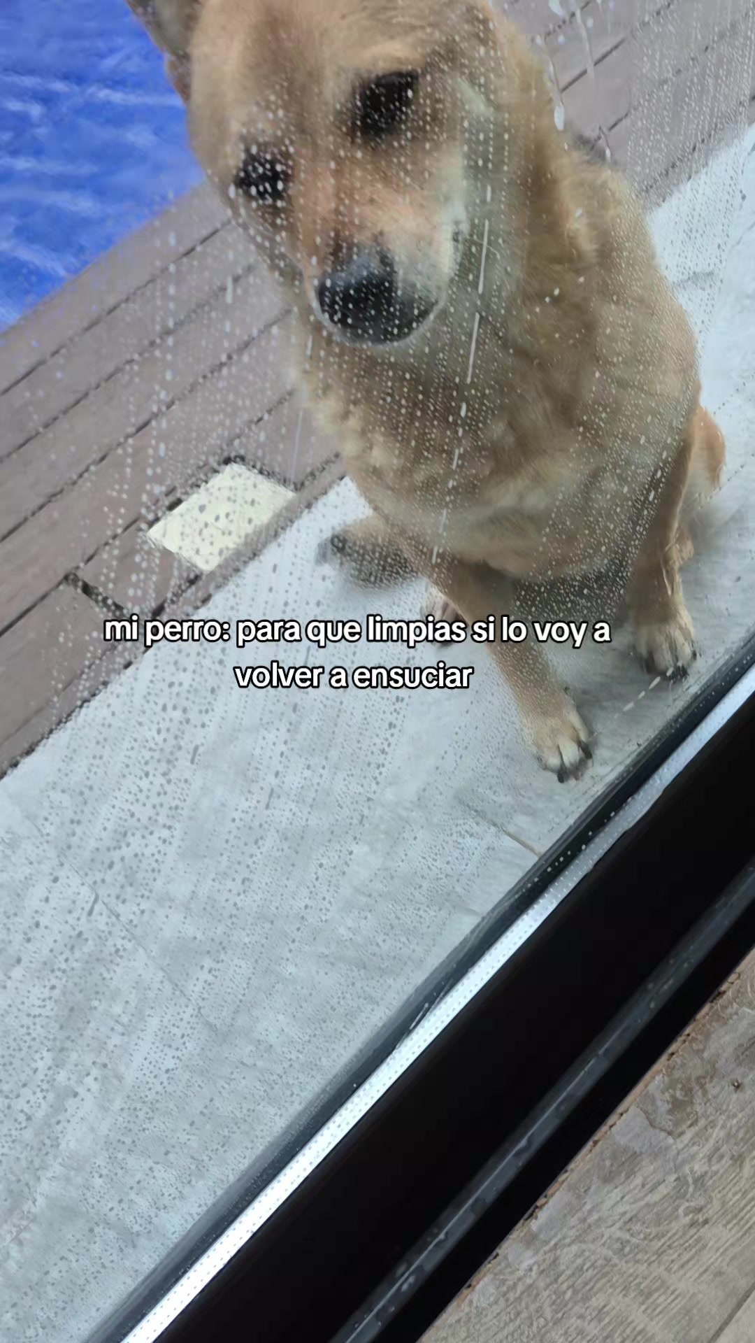 @️ Ang&eacute;lica Fx