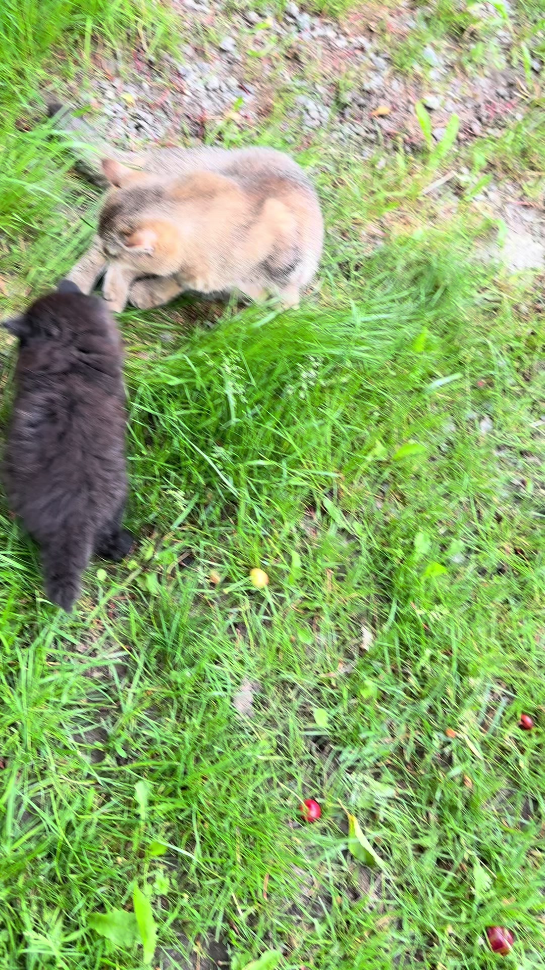 @cat.sheri.kittens