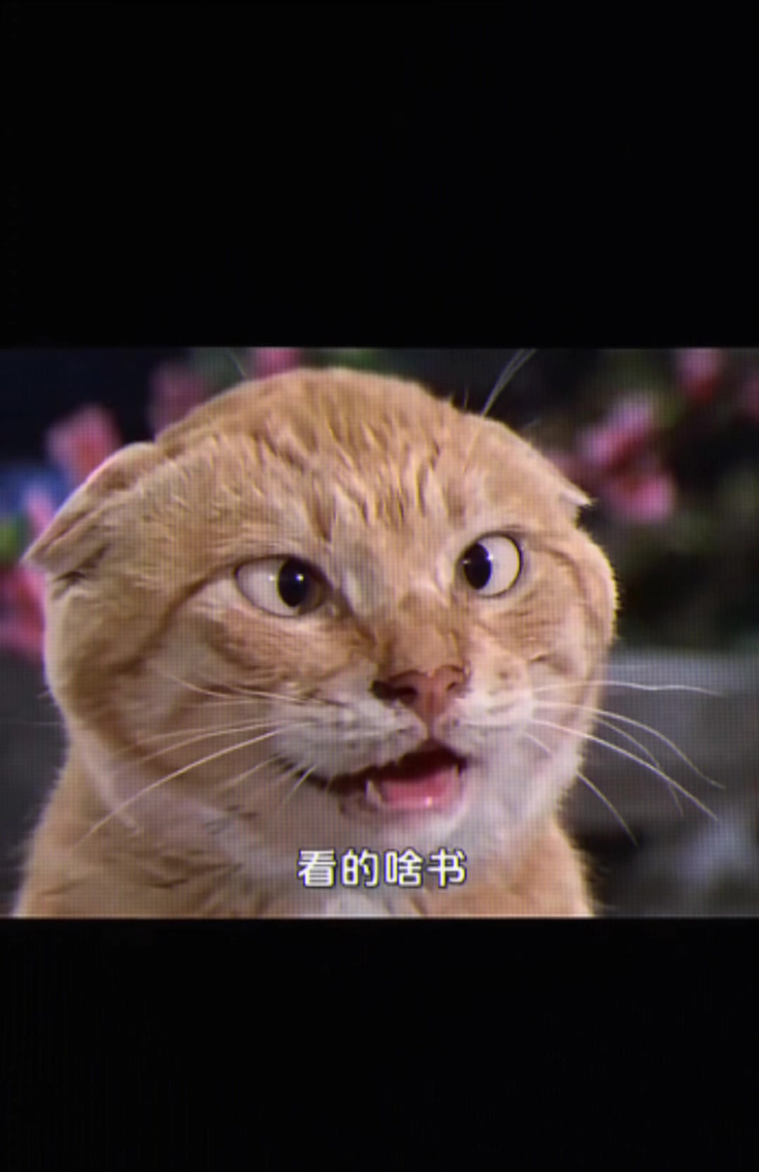 @腦子都是BL🥴