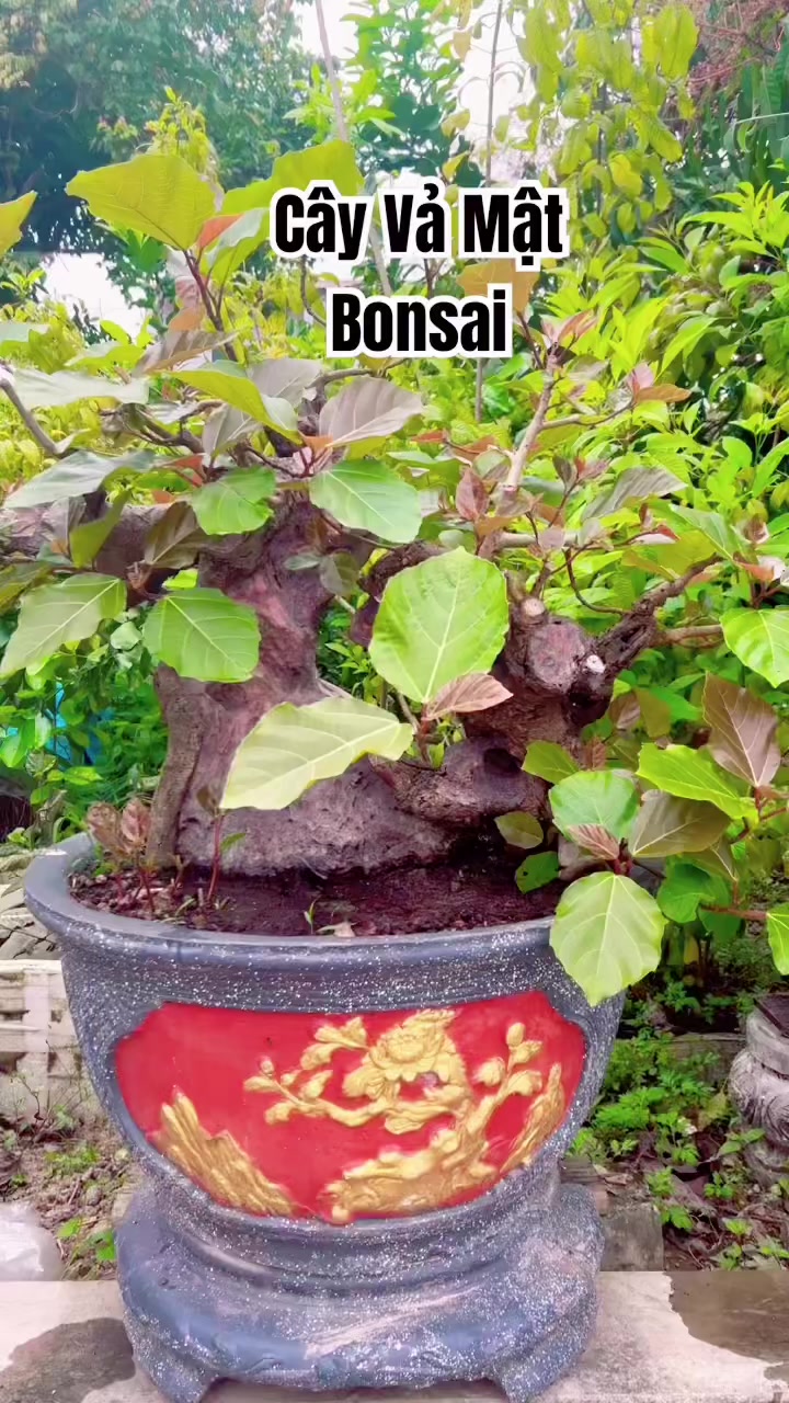 @Minh Phong Bonsai
