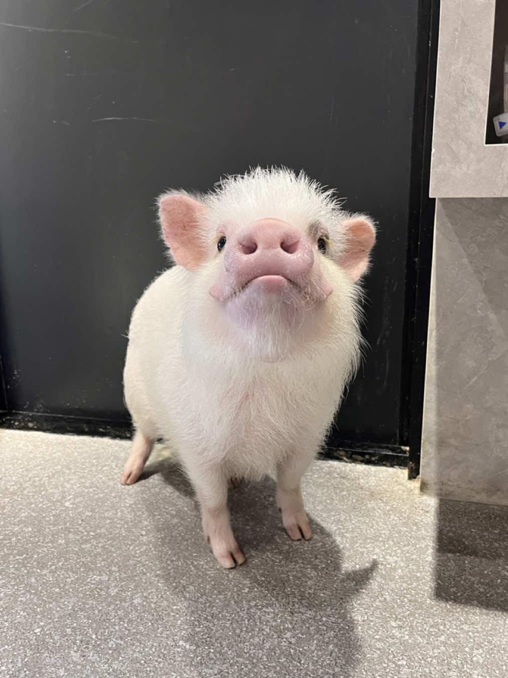 @pignic