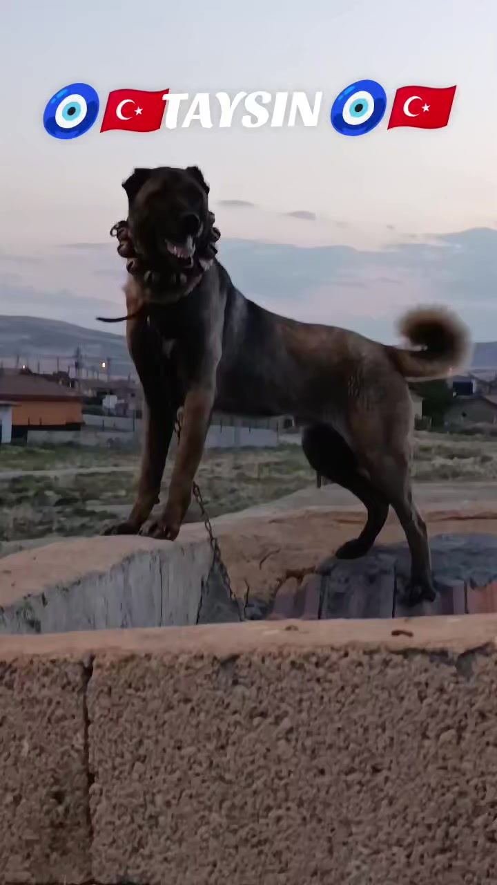 @Tekin Ersöz