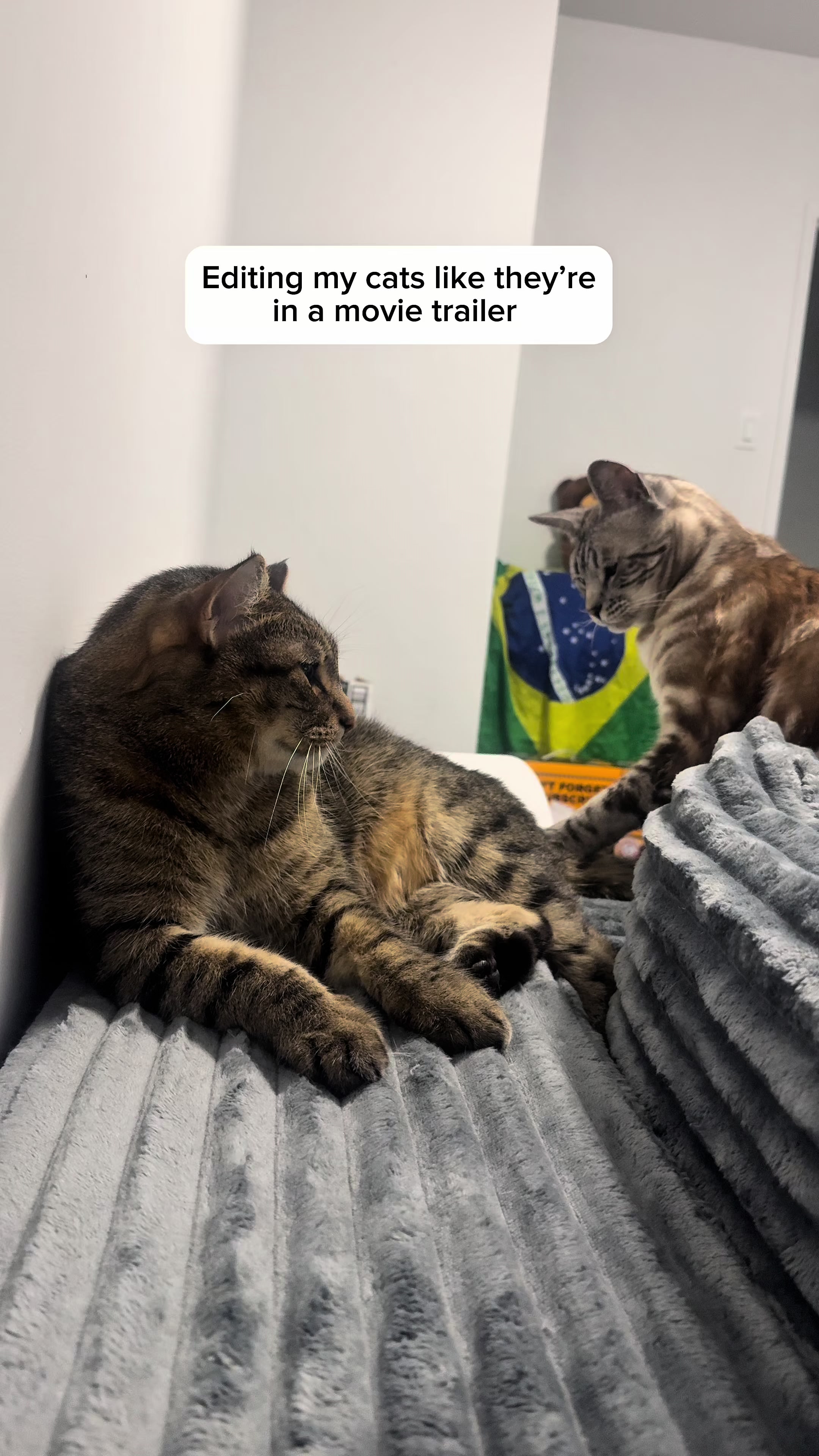 @Three Nawty Cats