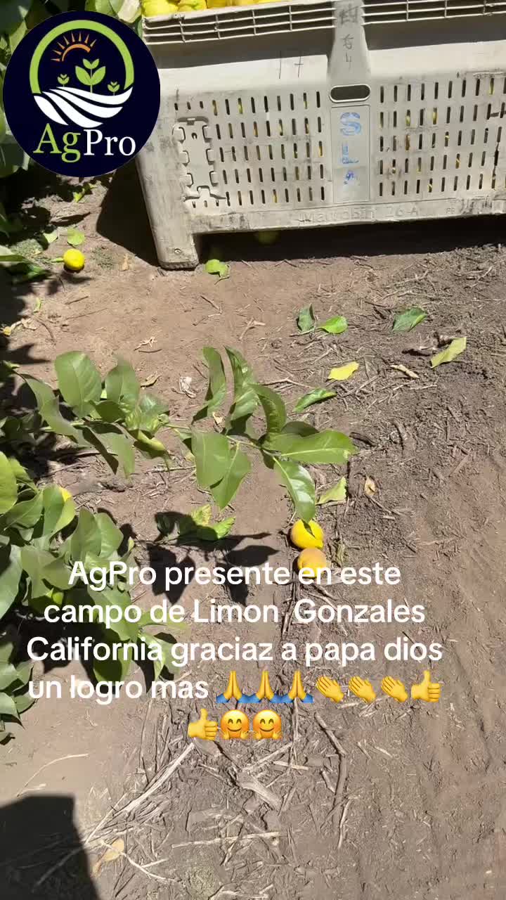 @Piedad Ayala