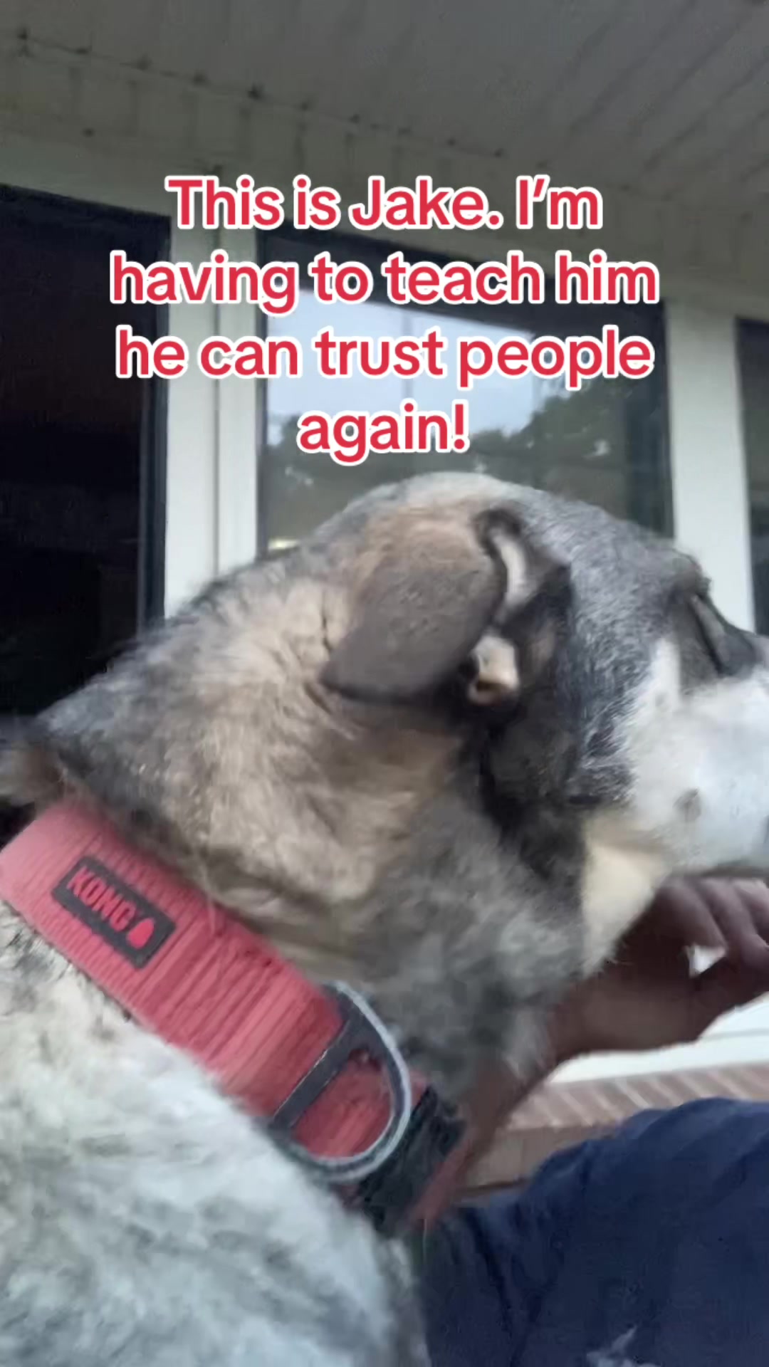@MrAnimalRescuer