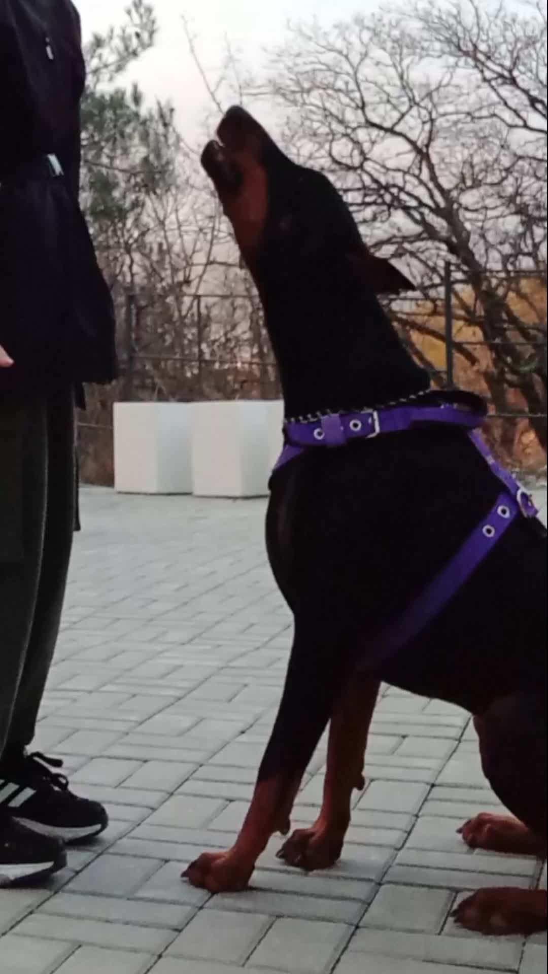 @&bull; doberman King &bull;