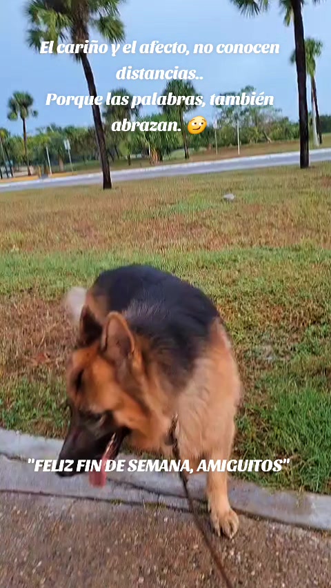 @Cachorretezeus