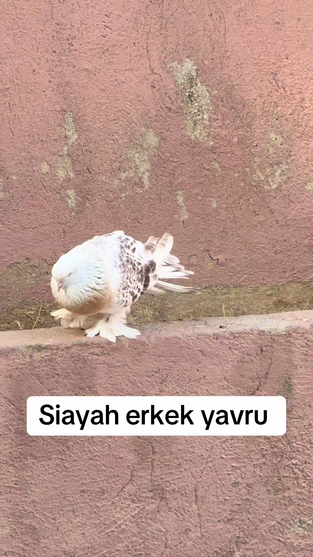 @Ramazan uztemur 36