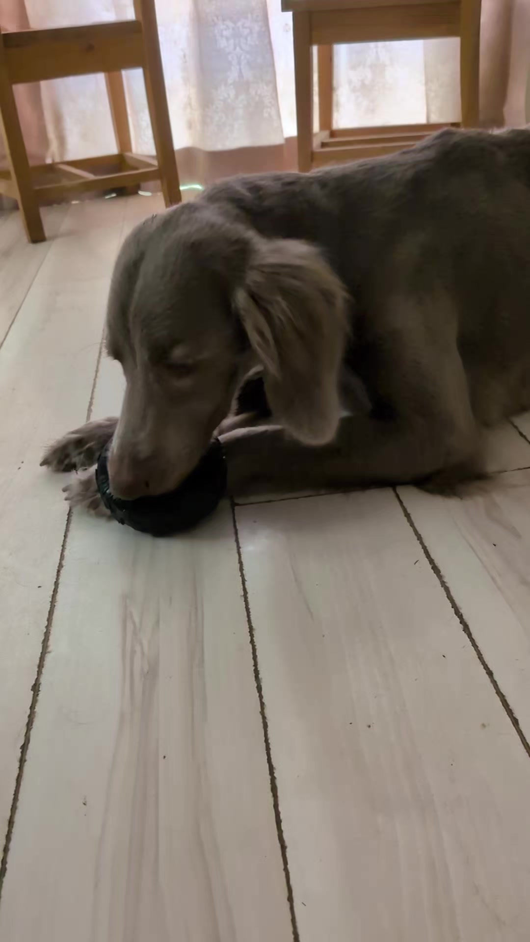@大型犬3頭&小型老犬4頭多頭飼いの生活