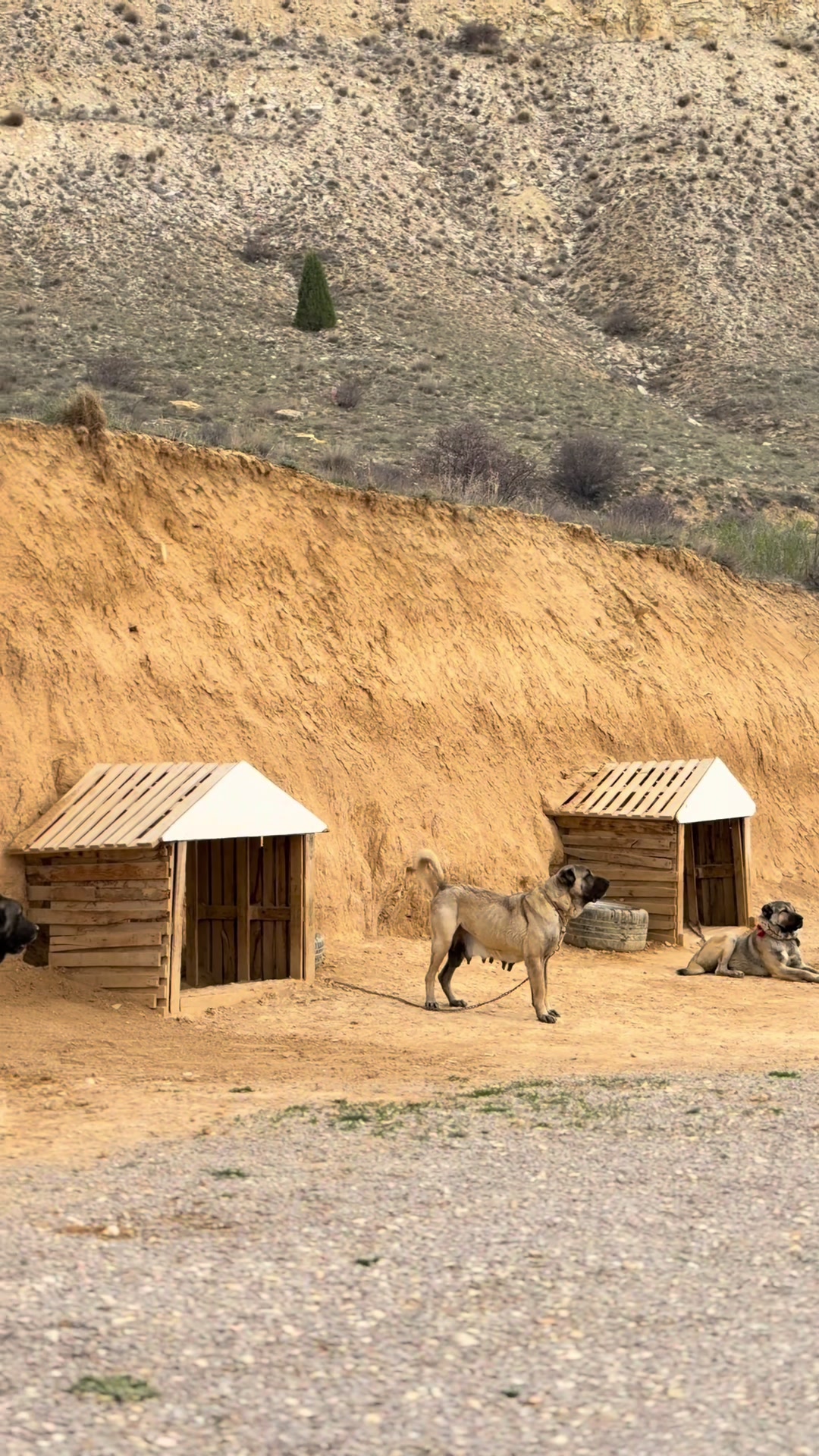 @Gürün.kennels58