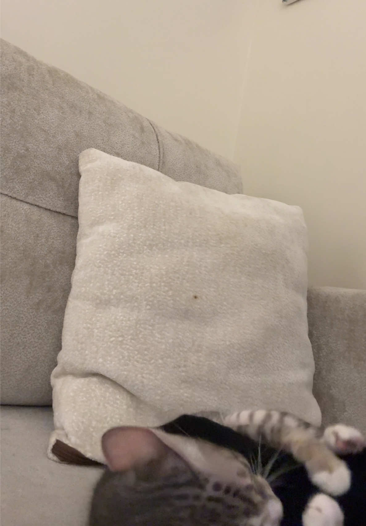 @Lots of cats