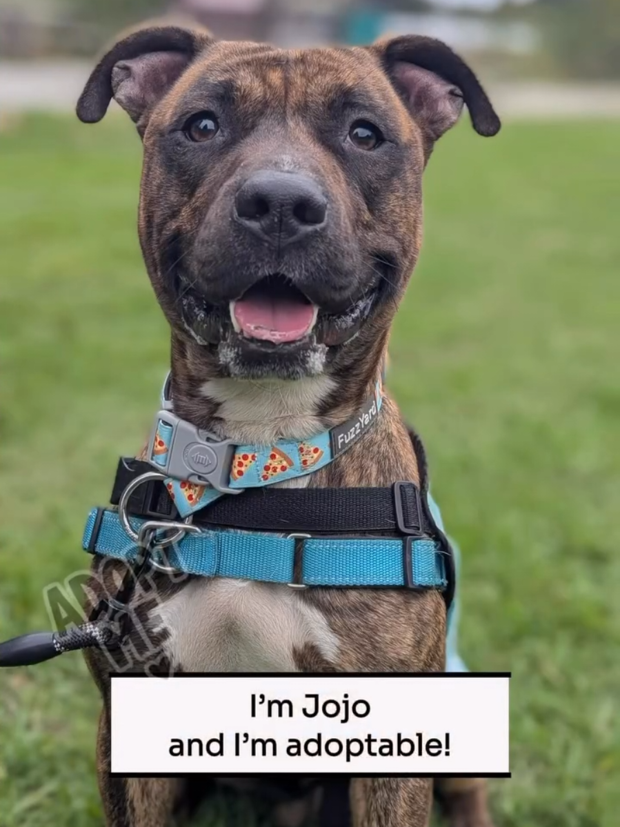 @Oakland Animal Services