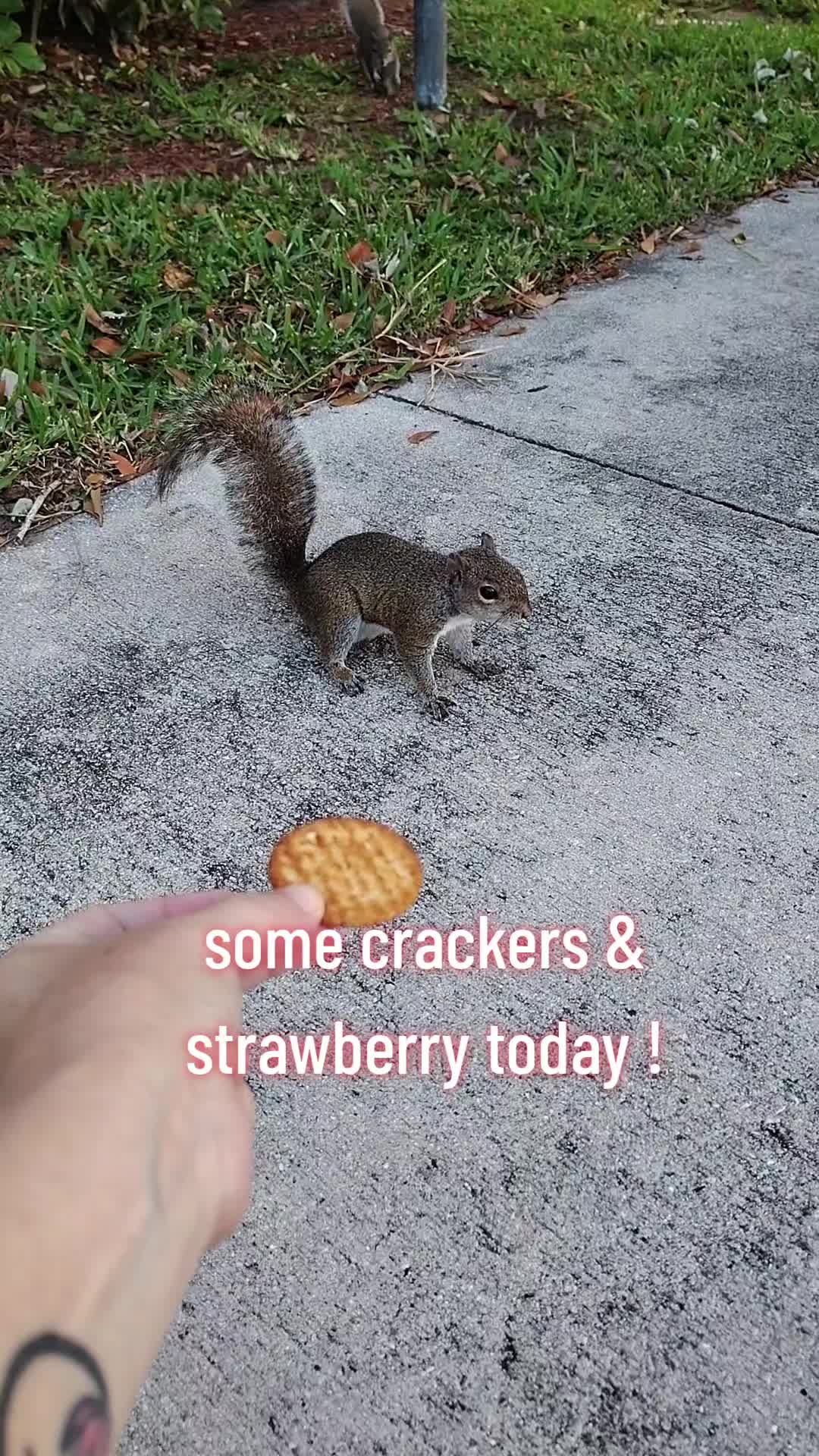 @GinnCats420