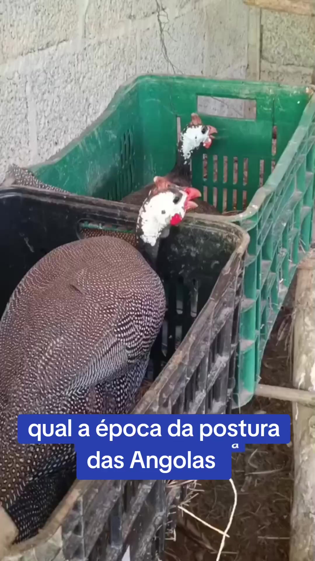 @Elaine Fernandes