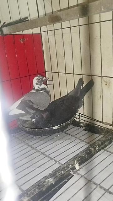 @KALAPATIDS SHOP 🕊️