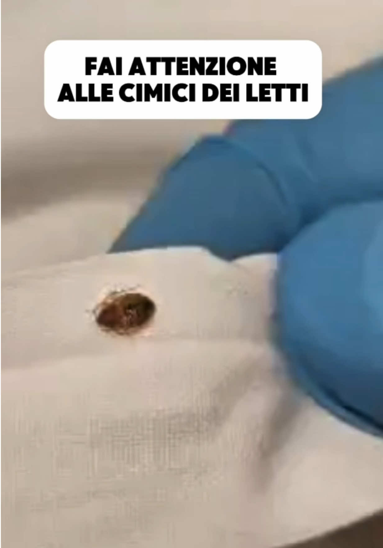 @FP Disinfestazioni
