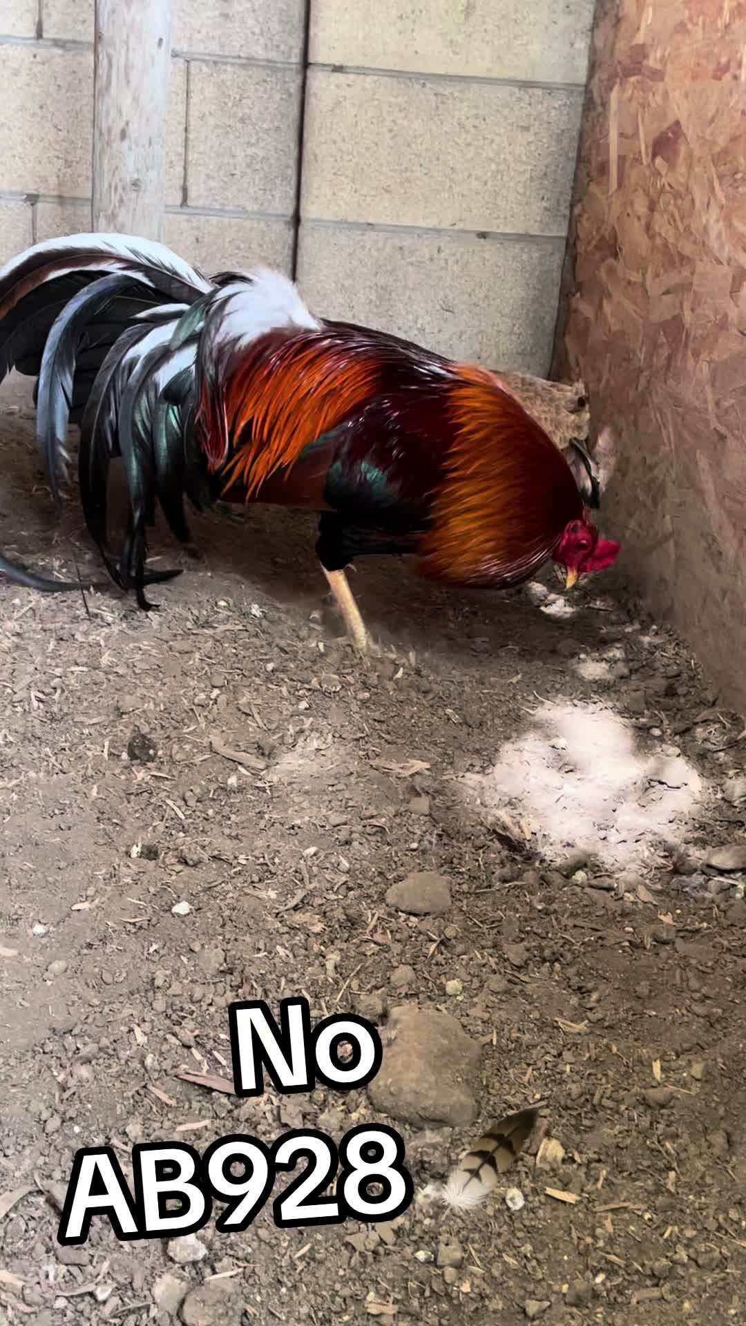@Josephayala143