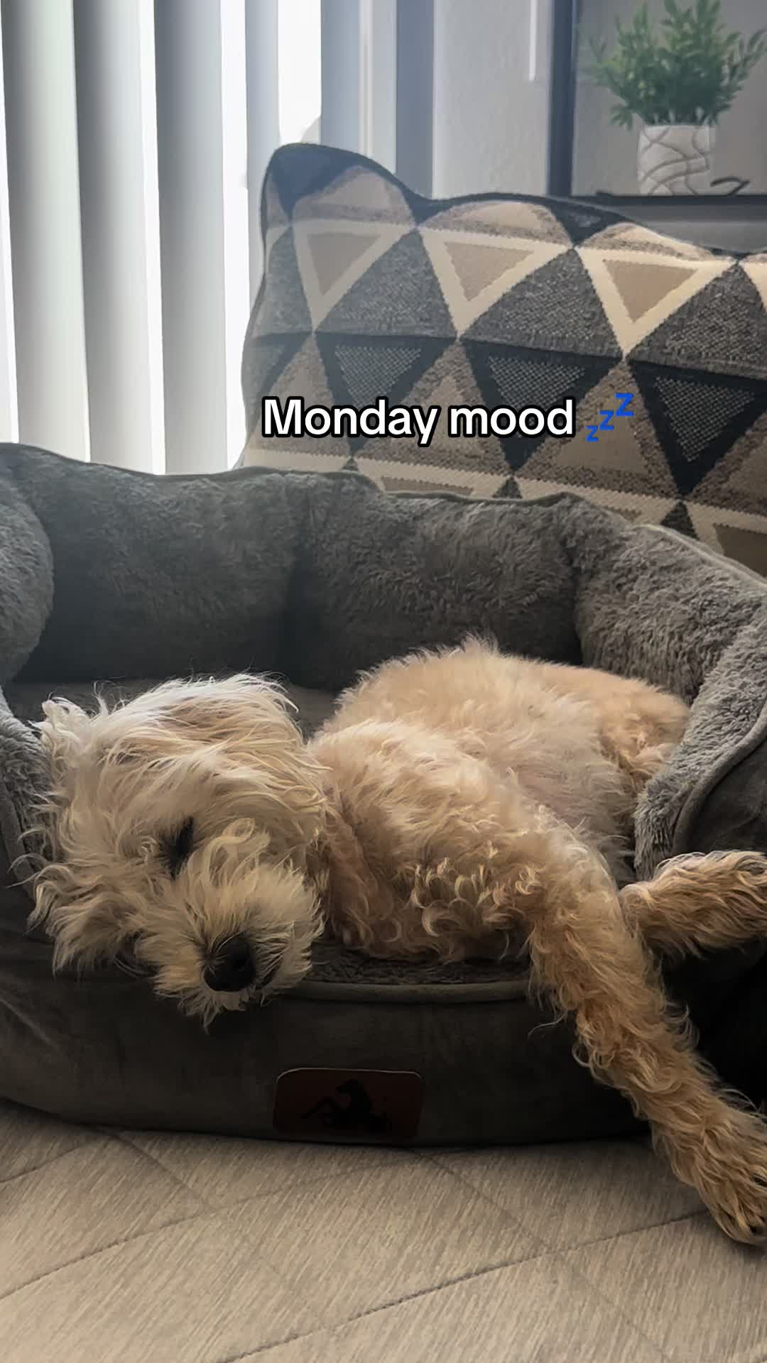 @He Was A PoodleBoi